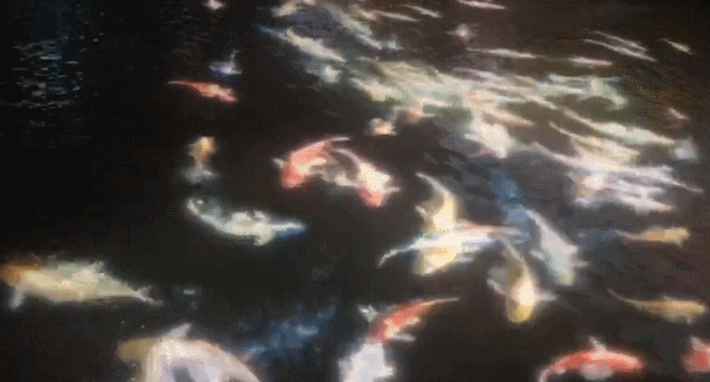案例分享 | 沉浸式无线智能控制亮相印尼，博视协手打造Wahana Anyar Jatim Park东南亚最大的千禧发光花园！